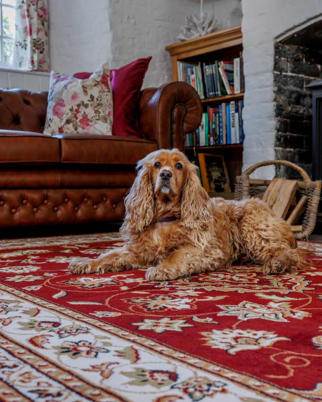 Dog friendly holiday cottages in the UK